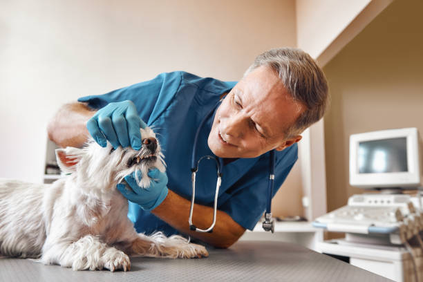  Big Spring, TX Emergency Dentist Pros